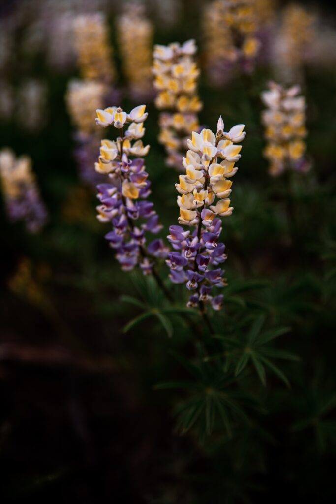 Vibrant Lupine Flowers Wallpaper in Full Bloom - Serene Nature Background