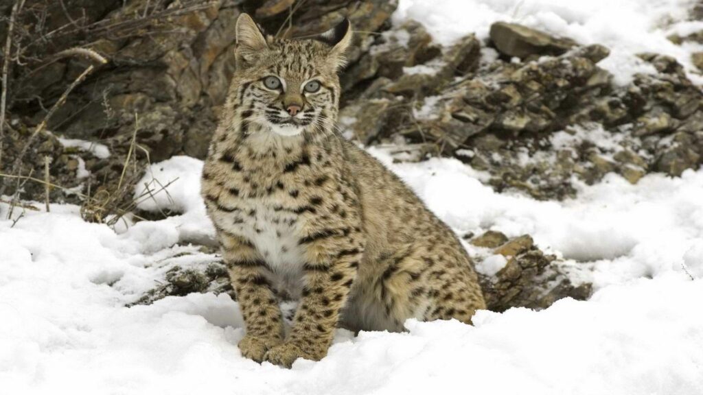 Stunning Lynx in Snowy Landscape - 1920x1080 Wallpaper Background