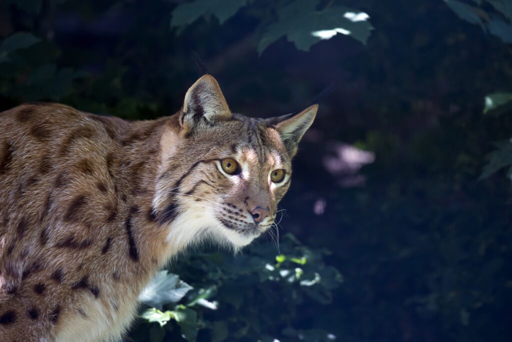 Lynx in Shadows: Stunning Wild Cat Wallpaper with Forest Background