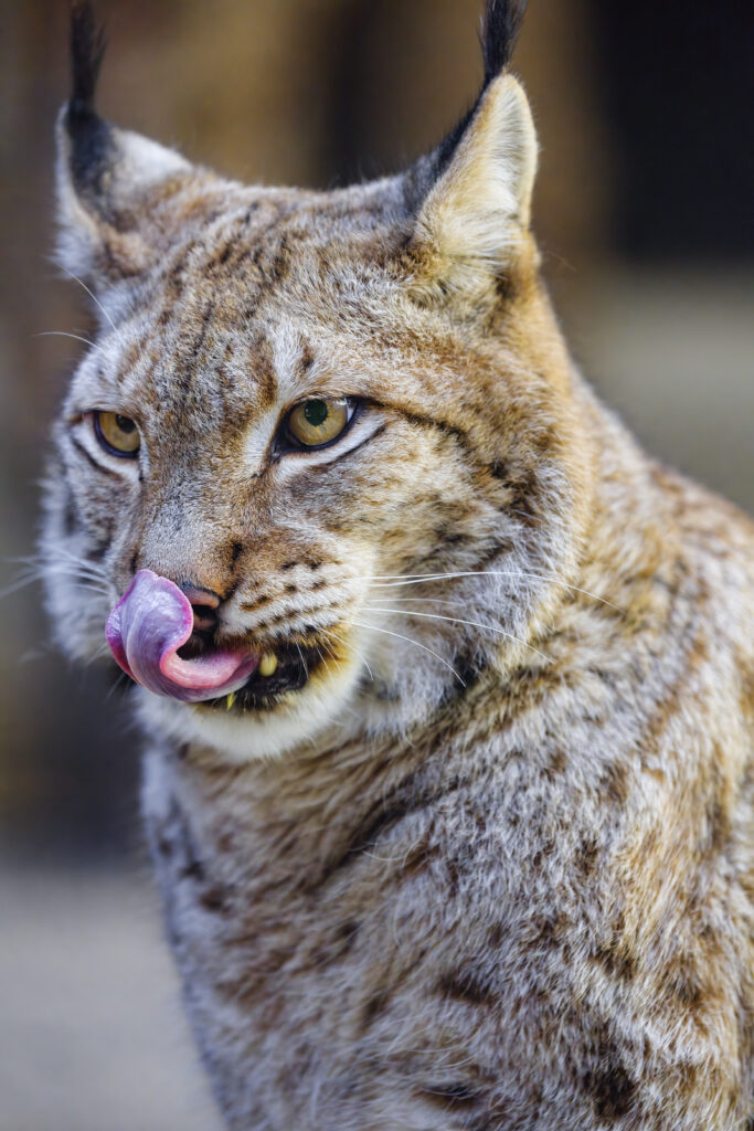 Stunning Lynx Wallpaper: Tufted Ears & Candid Wild Moment
