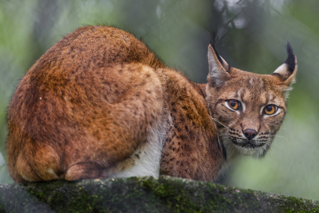 Lynx Wallpaper: Stunning Predator with Tufted Ears in Nature