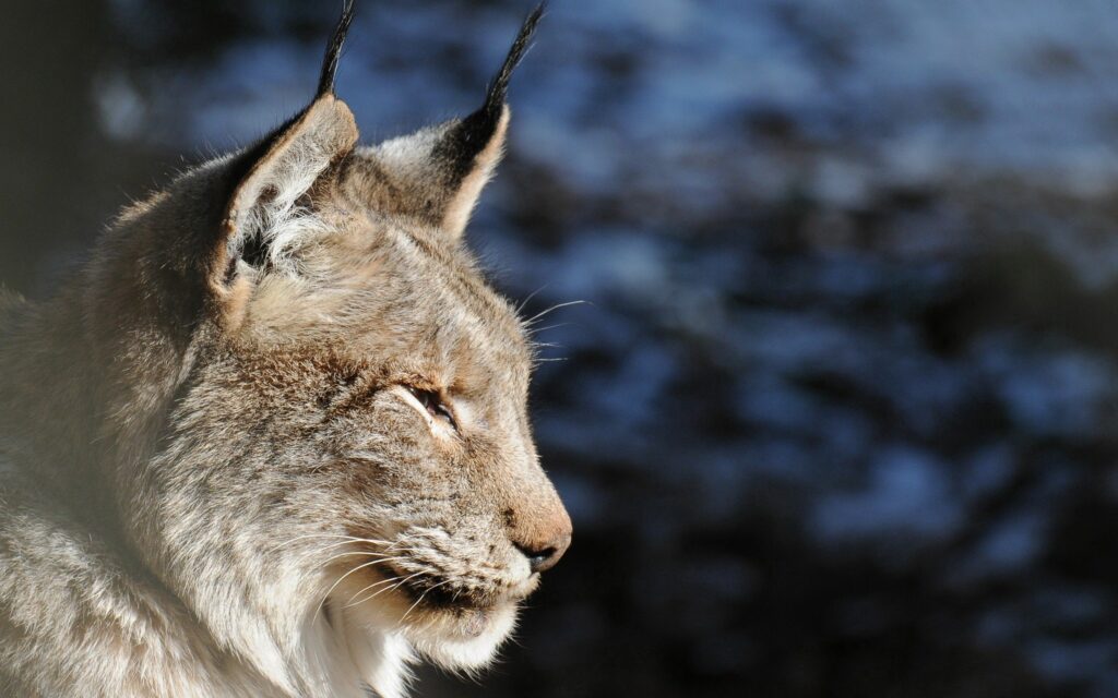 Stunning Lynx Profile Wallpaper: Serene Fur & Blurred Nature Background