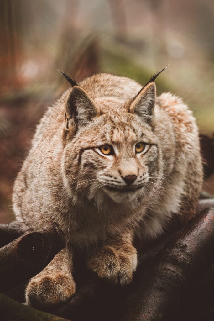 Stunning Lynx on Mossy Log: Nature Wallpaper Background