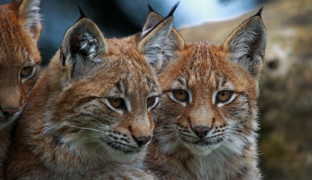 Stunning Lynx Wallpaper: High-Res Wild Cats in Natural Habitat