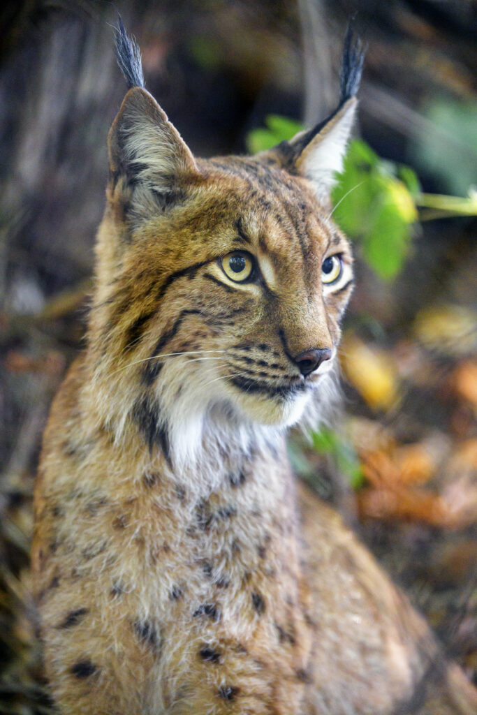 Majestic Lynx Wallpaper: Stunning Details & Natural Beauty