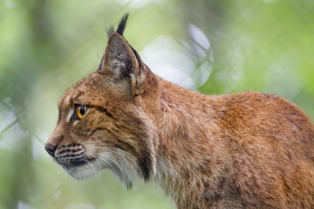 Lynx Wallpaper: Captivating Profile Against Natural Green Background