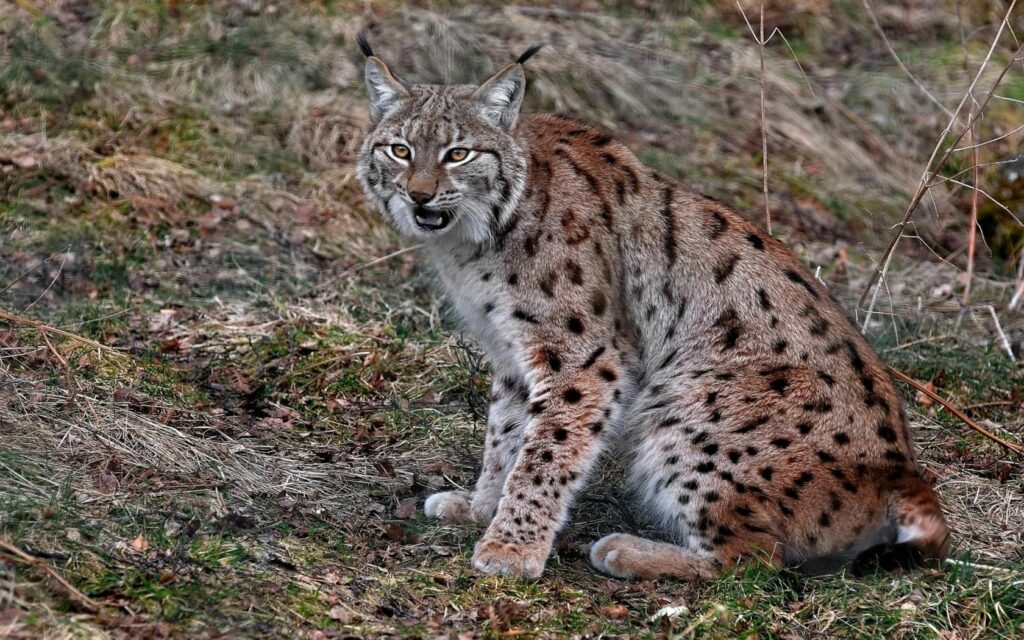 Stunning Lynx Wallpaper: Red & Gray Fur, 1680x1050