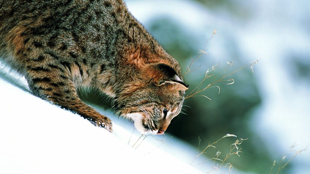 Lynx on Snowy Slope - Stunning 1920x1080 Winter Wallpaper