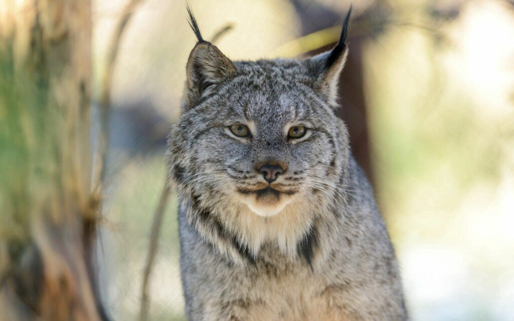 Stunning Lynx Wallpaper: Tufted Ears & Intense Gaze in Soft Background