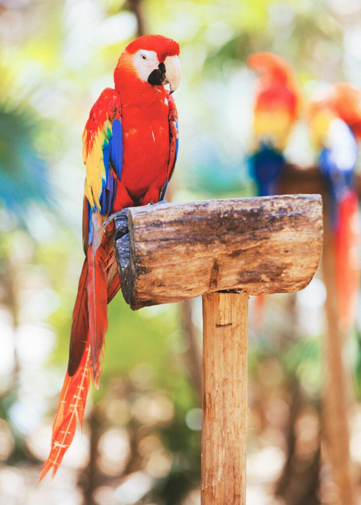 Vibrant Macaw Wallpaper: Colorful Parrot Against Natural Background