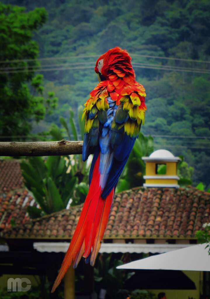 Vibrant Macaw Wallpaper: Stunning Nature Background with Exotic Colors