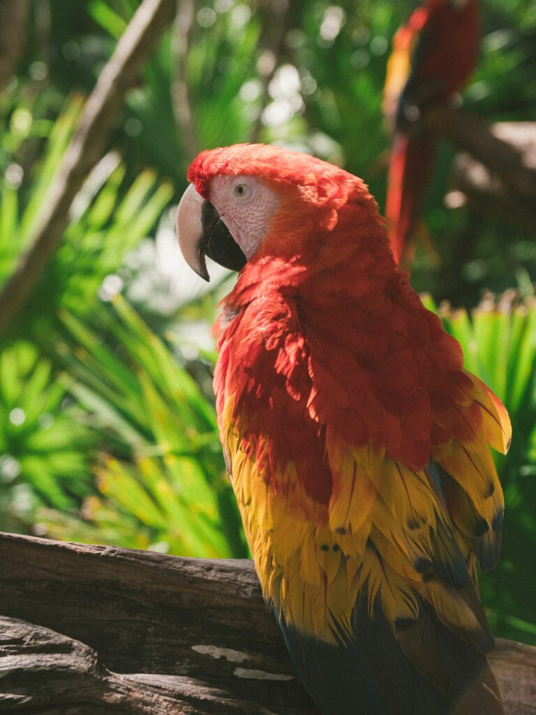 Vibrant Macaw Wallpaper: Stunning Tropical Bird on Green Branch