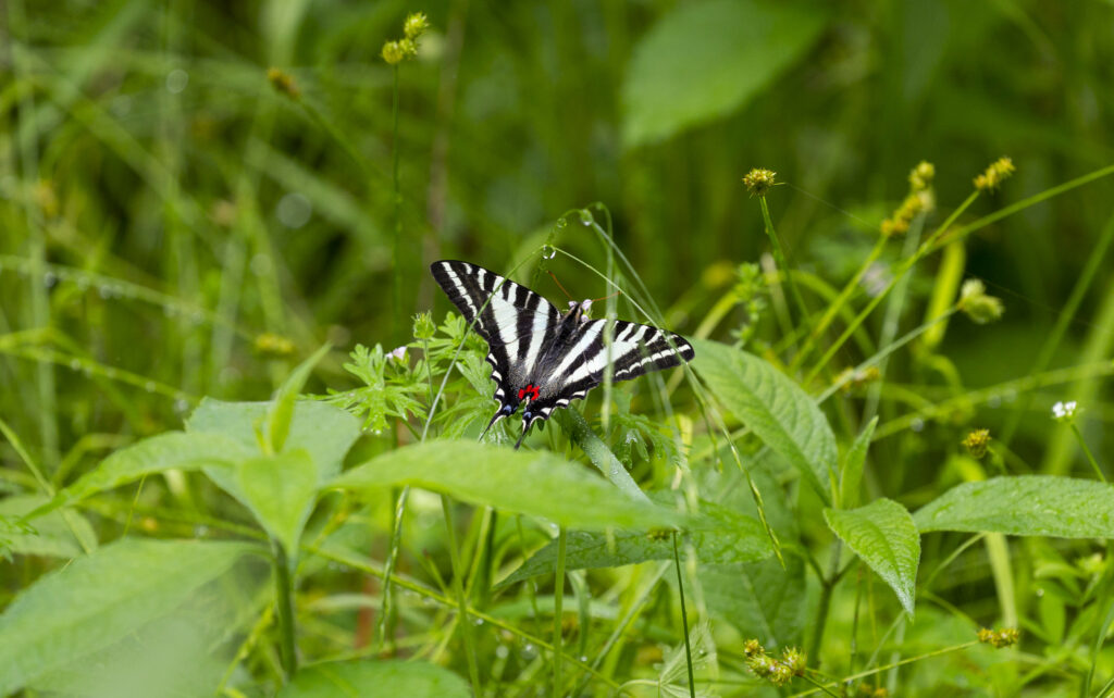 Stunning Machaon Butterfly Wallpaper on Lush Green Grass