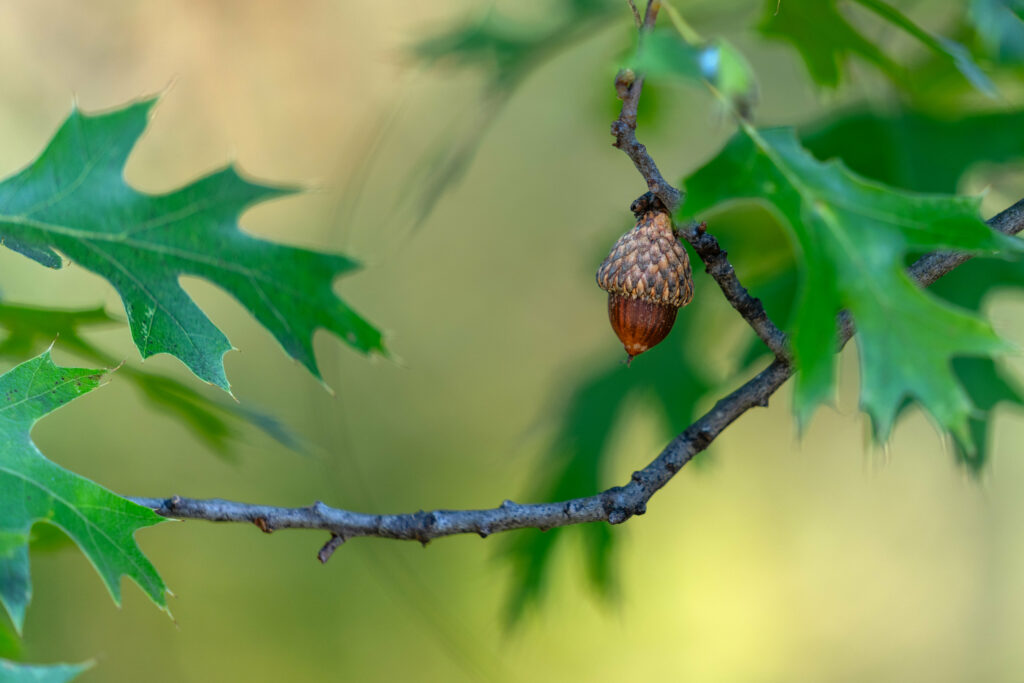 Macro Shot of Acorn with Green Leaves - Nature Wallpaper Background