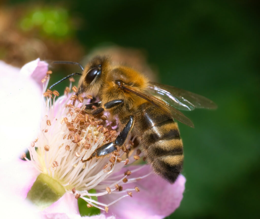 Bee Collecting Pollen from Pink Flower - Detailed Macro Wallpaper