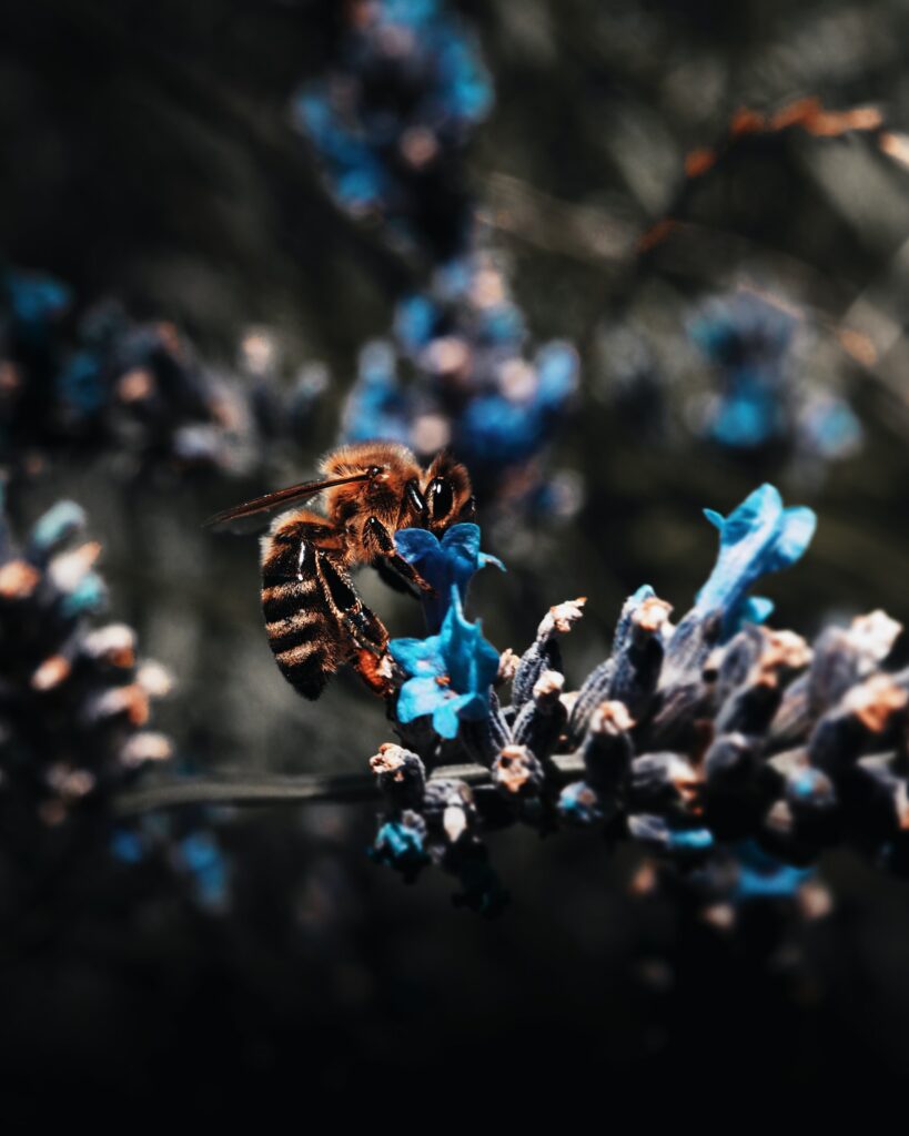 Stunning Macro Bee Pollination Wallpaper with Blue Flowers
