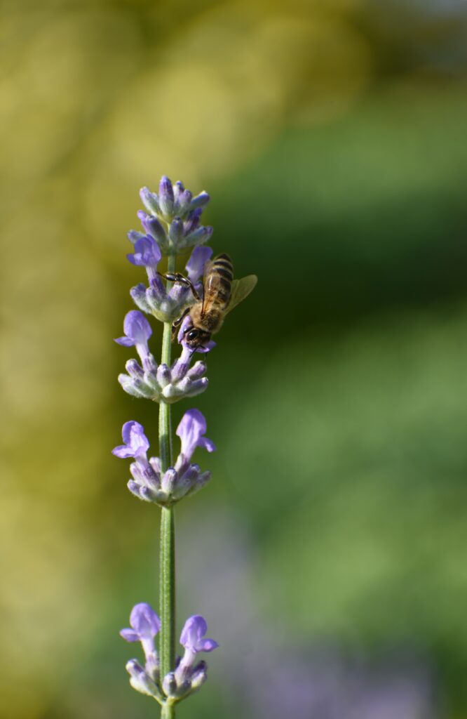 Macro Bee on Lavender Flower - Stunning Nature Wallpaper Background
