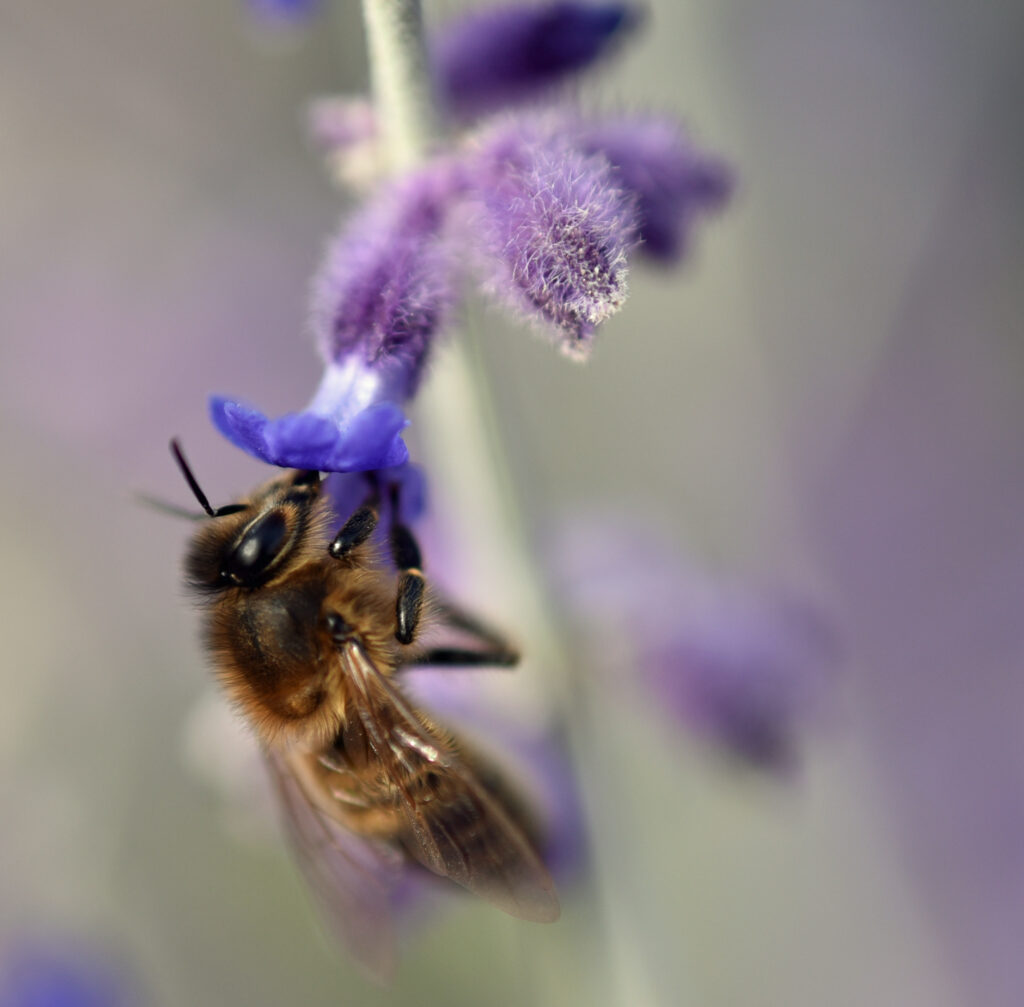 Macro Bee on Purple Flower: Stunning Wallpaper Background