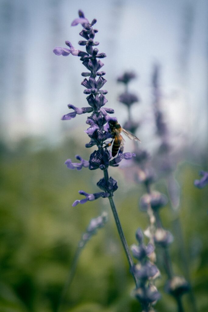 Bee on Purple Flower: Nature's Beauty - Macro Wallpaper Background