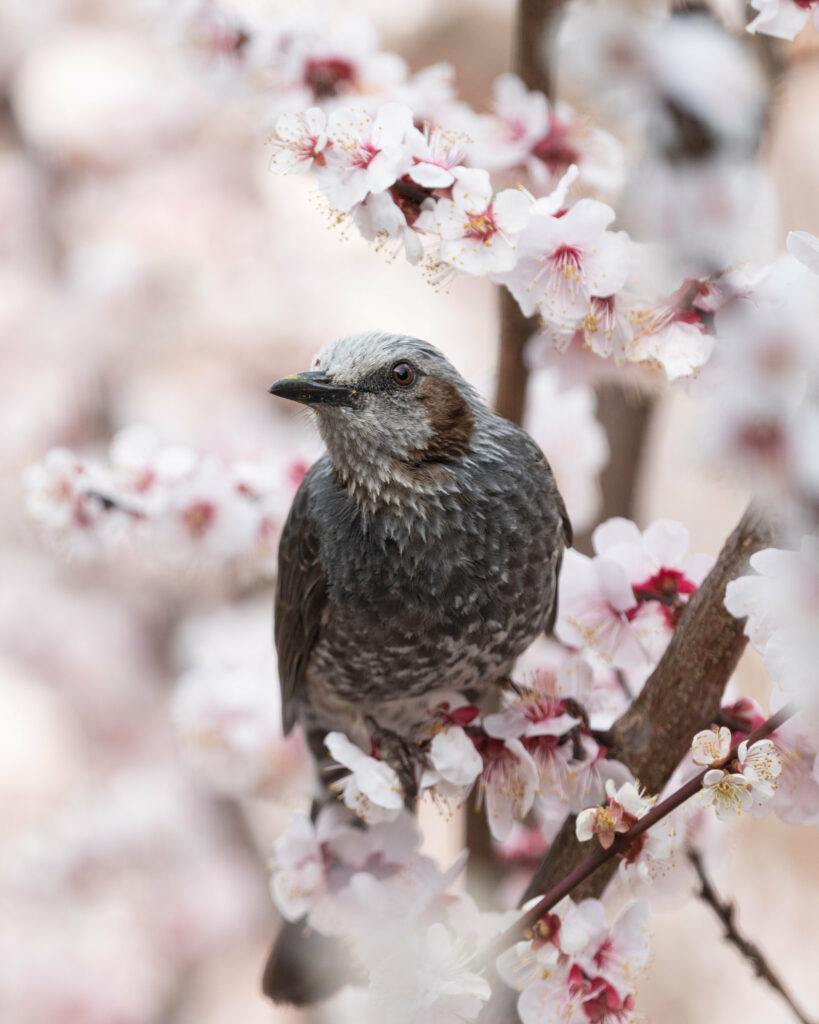 Stunning Macro Bird on Sakura Flowers - Elegant Wallpaper Background