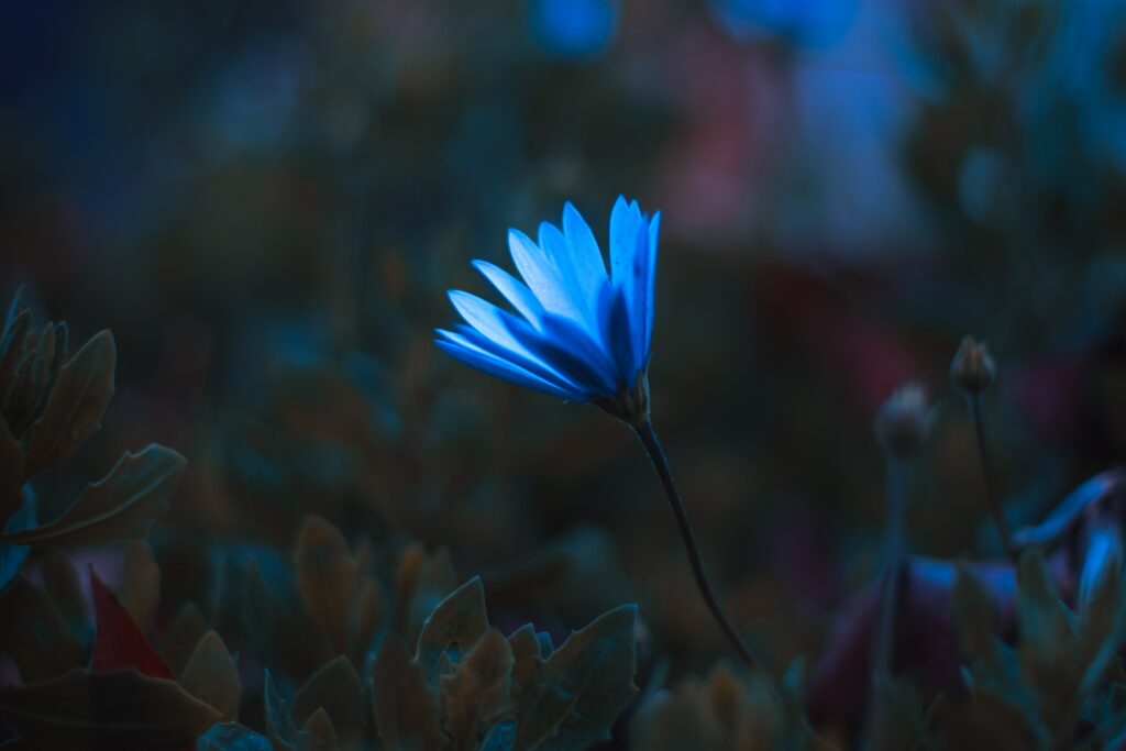 Stunning Blue Flower Macro Wallpaper - Serene Background Beauty