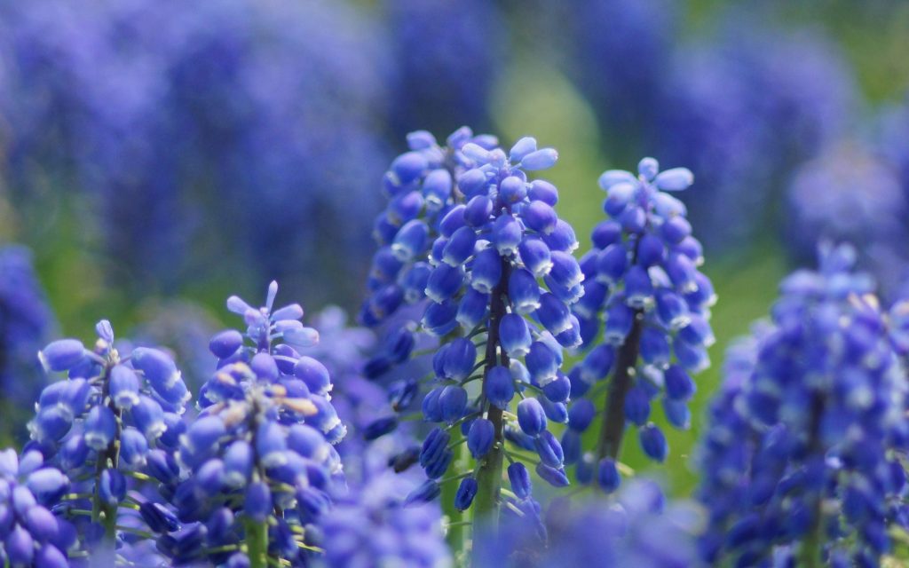Macro close-up of blue Grape Hyacinth flowers with soft bokeh background spring wallpaper