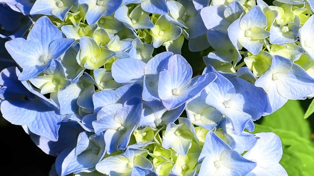 Stunning Macro Blue Hydrangea Wallpaper: Delicate Floral Background
