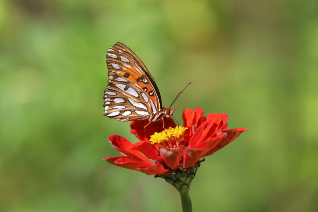 Brown Butterfly on Red Flower - Macro Wallpaper Background