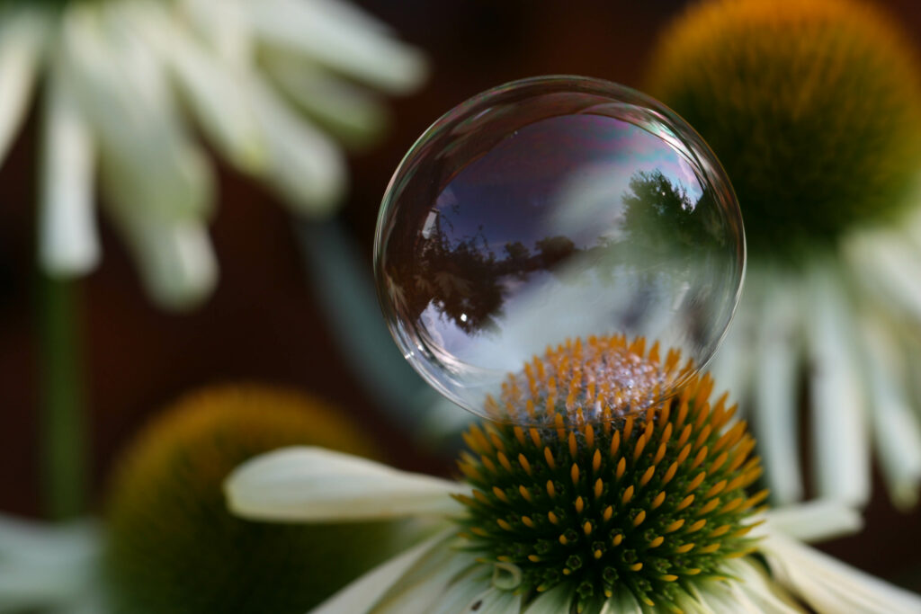Delicate Bubble on Flower: Nature's Beauty in Macro Detail Wallpaper