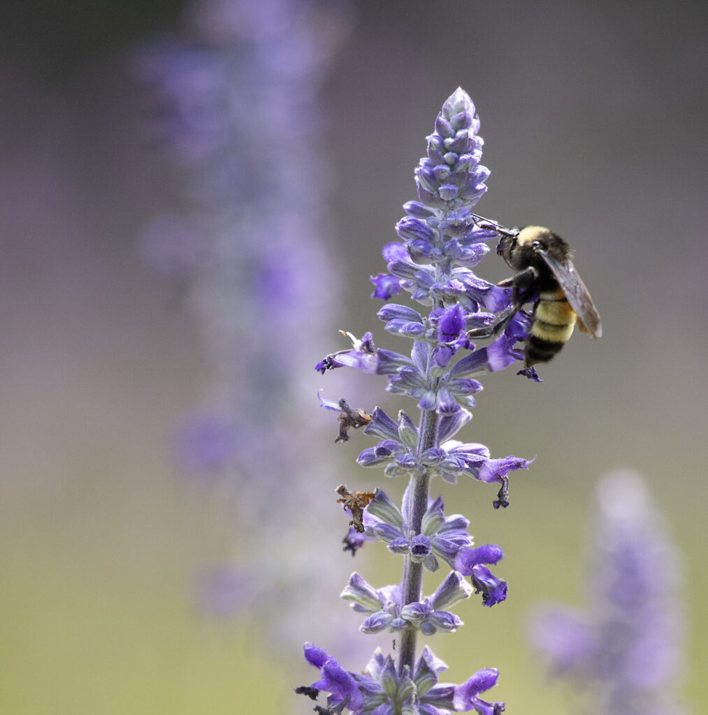 Macro Bumblebee on Lavender Flower - Soft Blurred Wallpaper Background