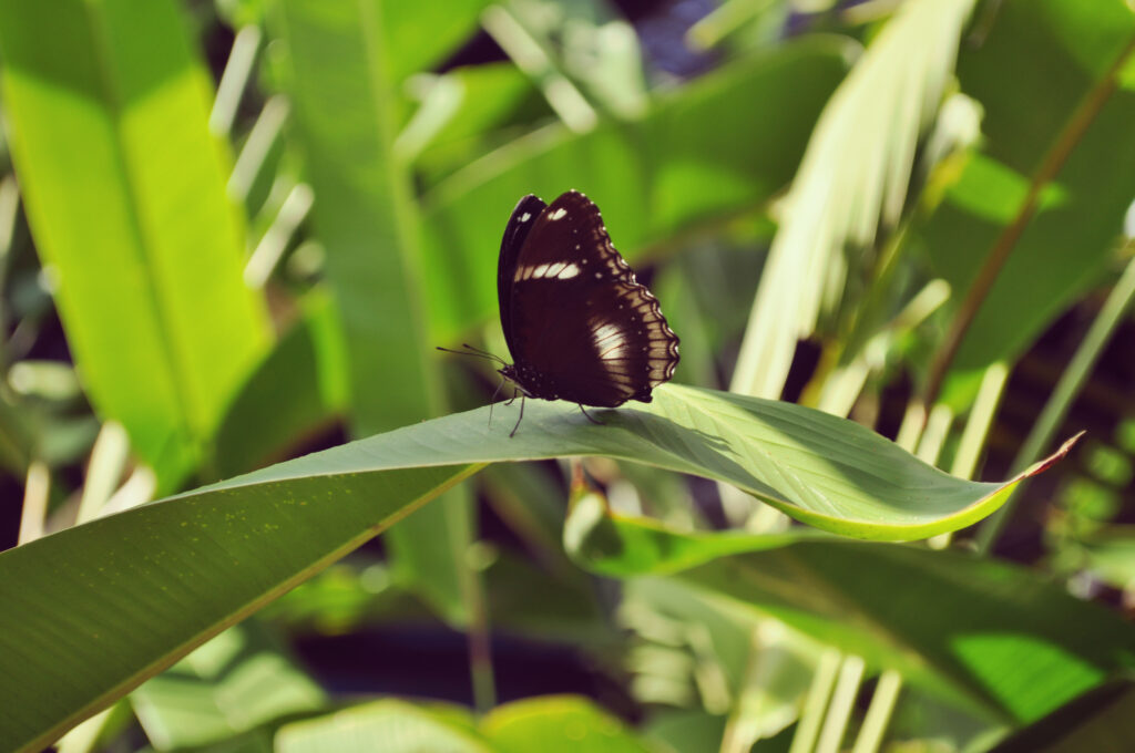 Macro Butterfly on Leaf: Vibrant Greenery Wallpaper Background
