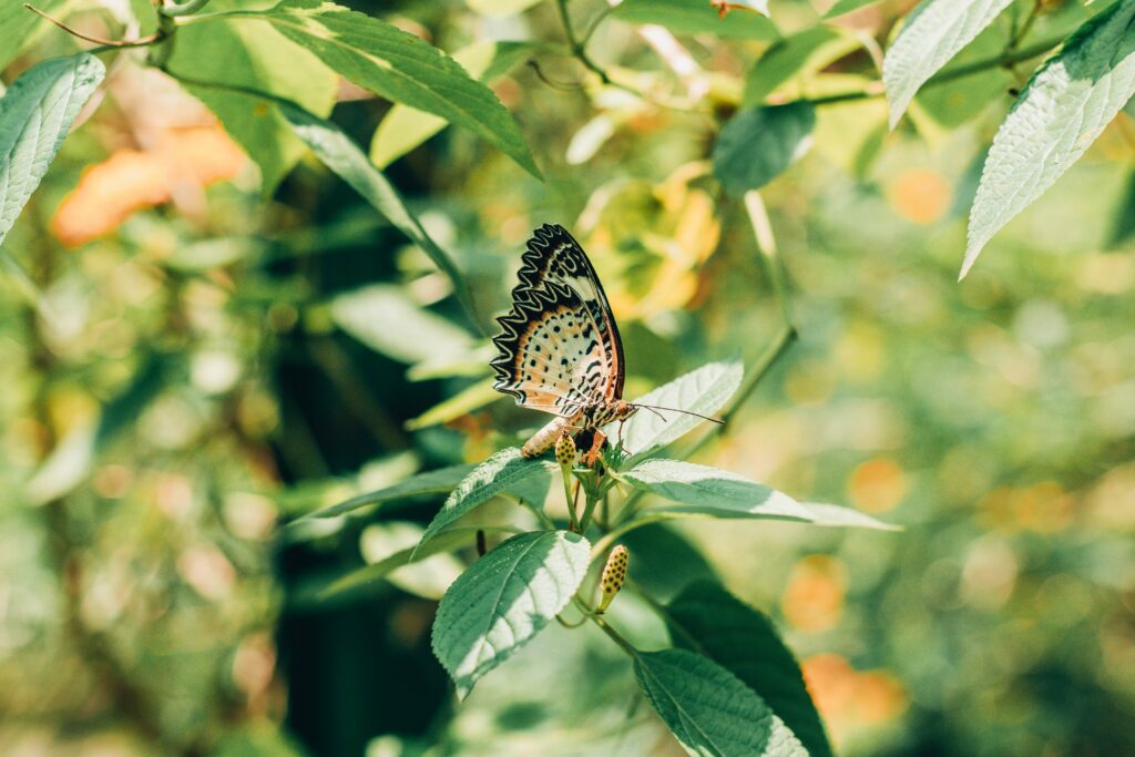 Stunning Butterfly Macro Wallpaper Against Lush Green Background