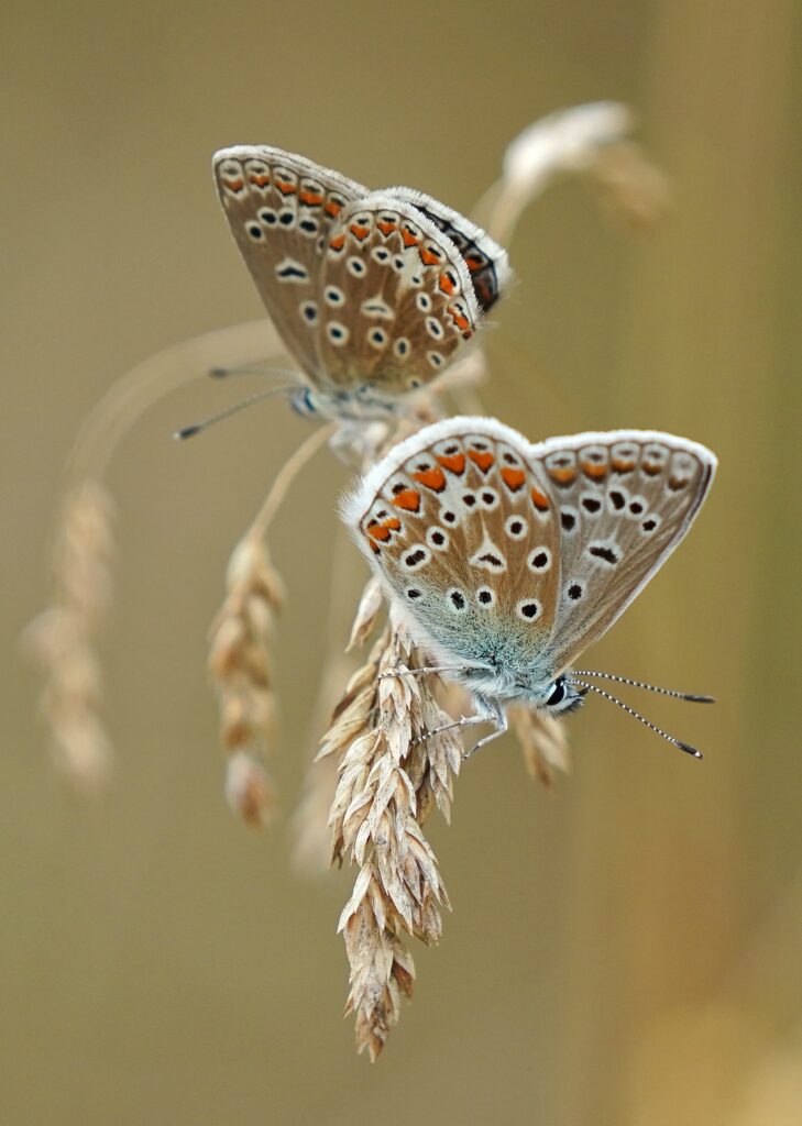 Macro Shot of Beautiful Butterflies on Wheat Stalks - Nature Wallpaper