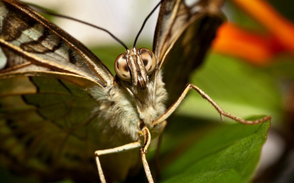 Stunning Macro Butterfly Wallpaper: Intricate Wings & Vibrant Nature