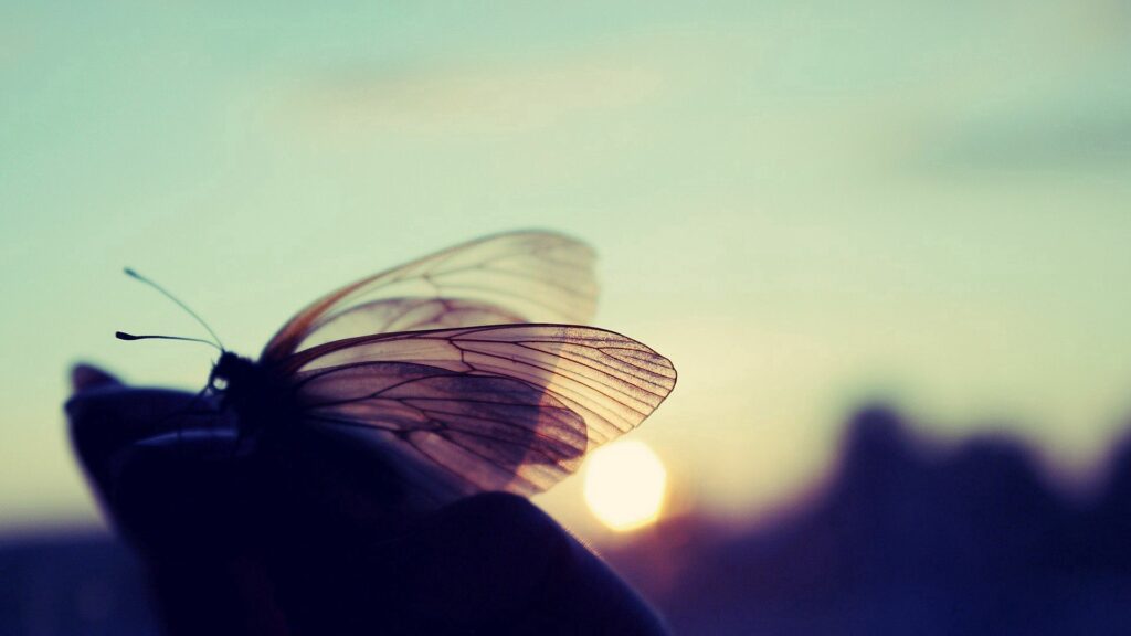 Stunning Butterfly Macro: Translucent Wings at Sunset - Wallpaper