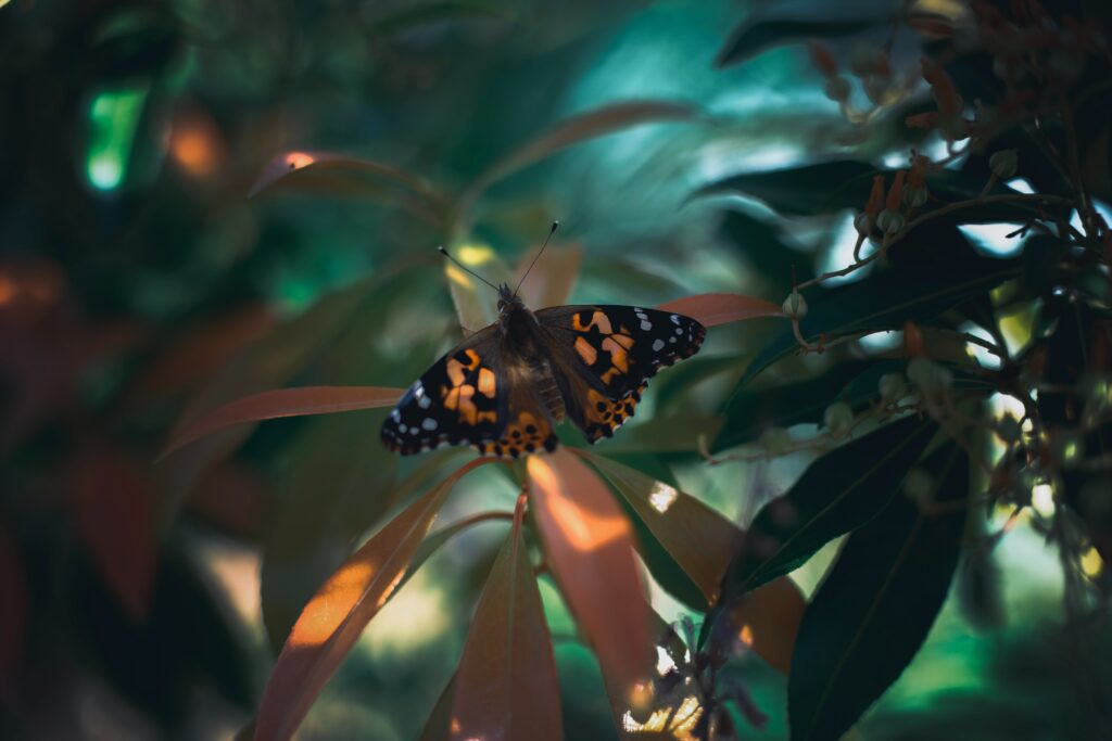 Stunning Orange & Black Butterfly Macro Wallpaper in Lush Greenery
