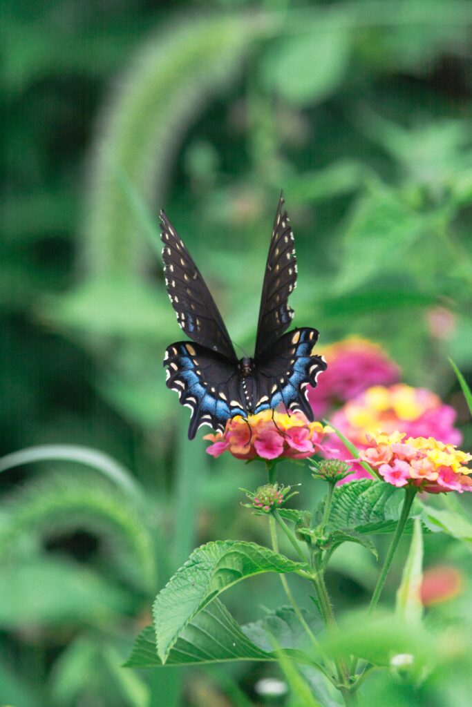 Stunning Macro Butterfly Wallpaper on Vibrant Flower Background