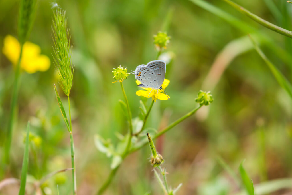 Serene Macro Wallpaper: Butterfly on Yellow Flower in Green Grass