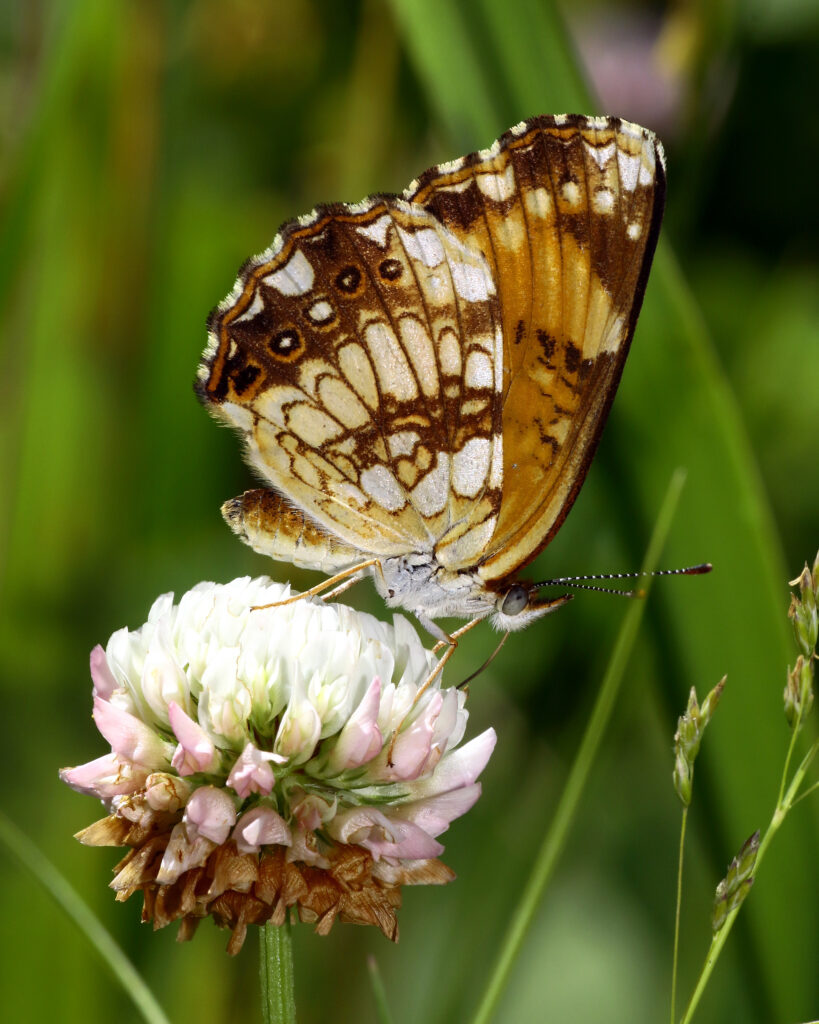 Stunning Macro Shot of Butterfly on Clover Plant - Wallpaper Background