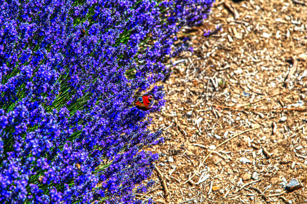 Vibrant Butterfly on Lavender Flowers: Macro Wallpaper Background
