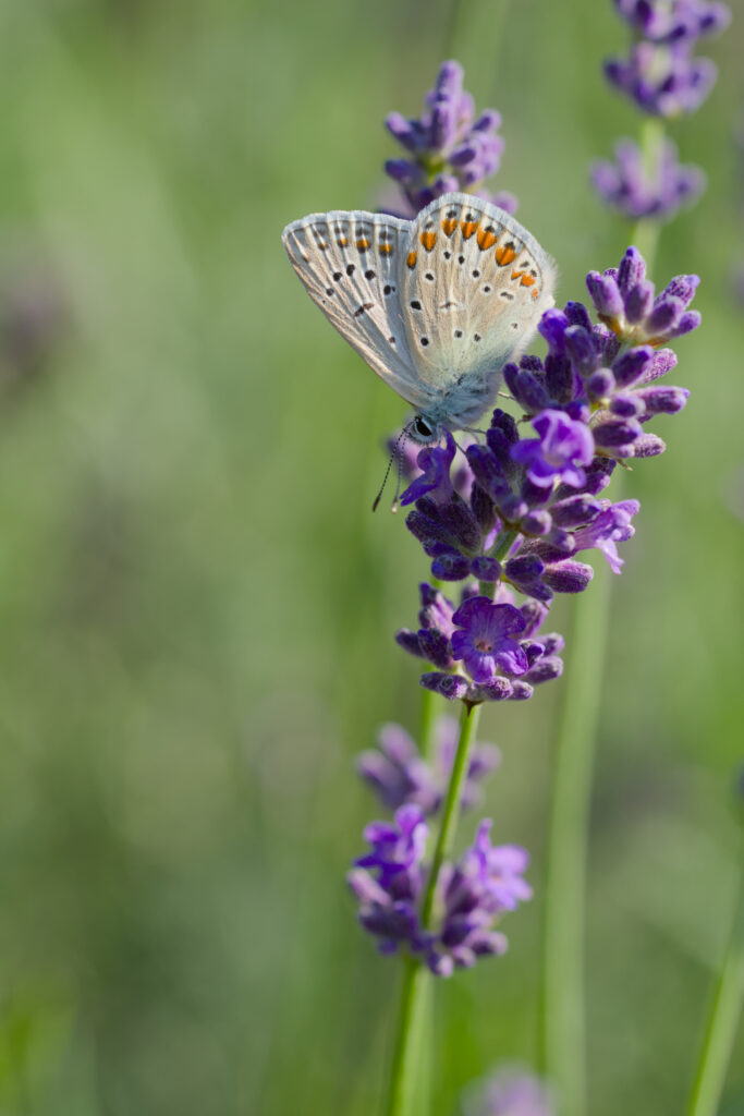 Stunning Macro: Butterfly on Lavender Inflorescence Wallpaper