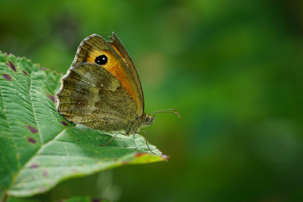 Stunning Butterfly Macro on Green Leaf - Nature Wallpaper Background