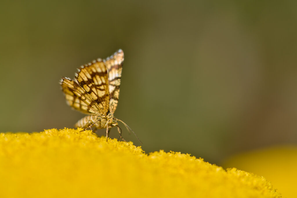 Stunning Butterfly Macro on Yellow Flower - Nature Wallpaper Background