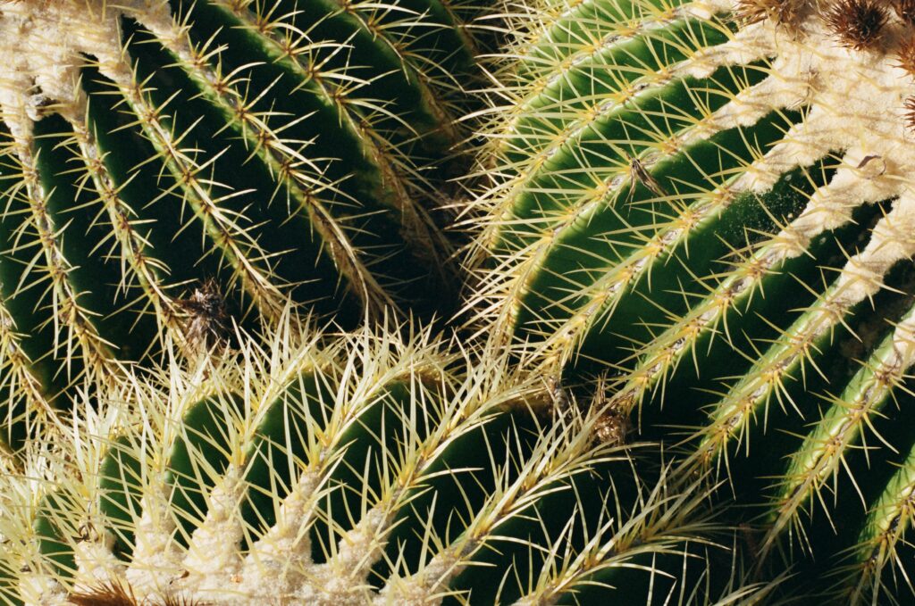 Vibrant Cactus Macro: Dense Thorns & Textured Green Wallpaper