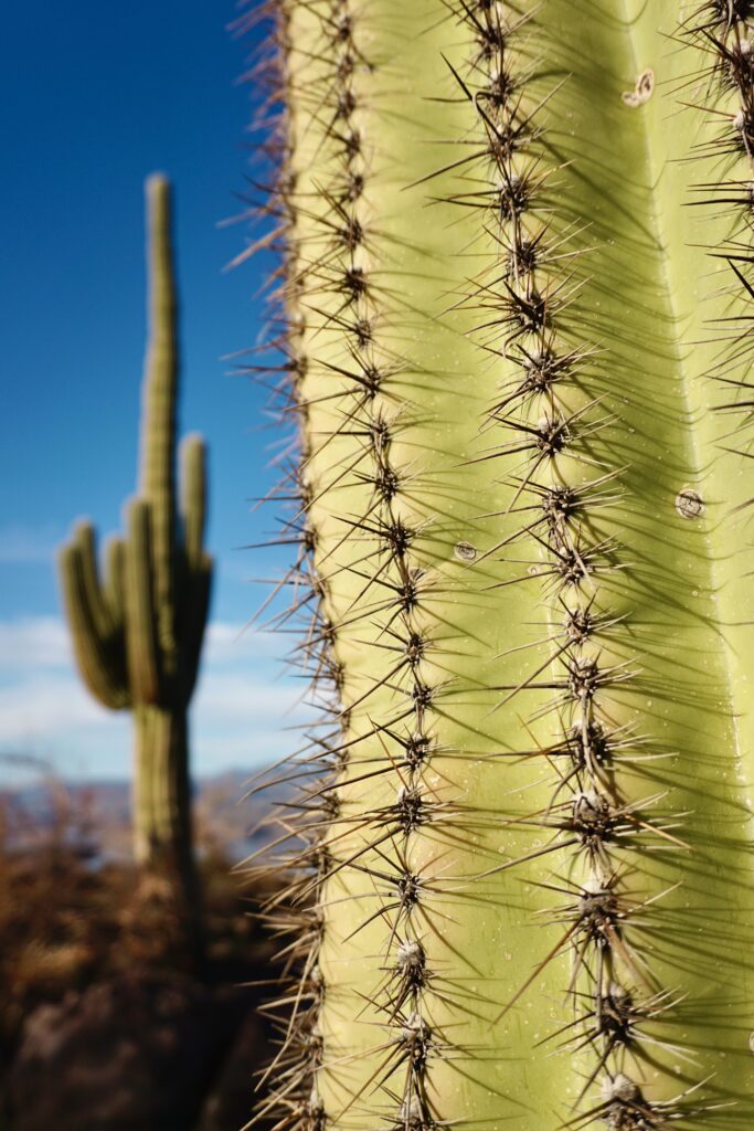 Macro Cactus Wallpaper: Sharp Needles & Textured Beauty in Sunlight