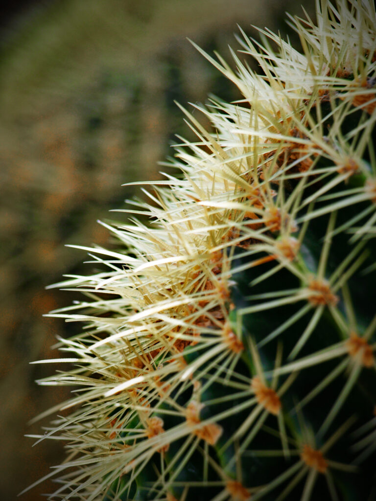 Macro Cactus Wallpaper: Sharp Spines & Textured Surface Background