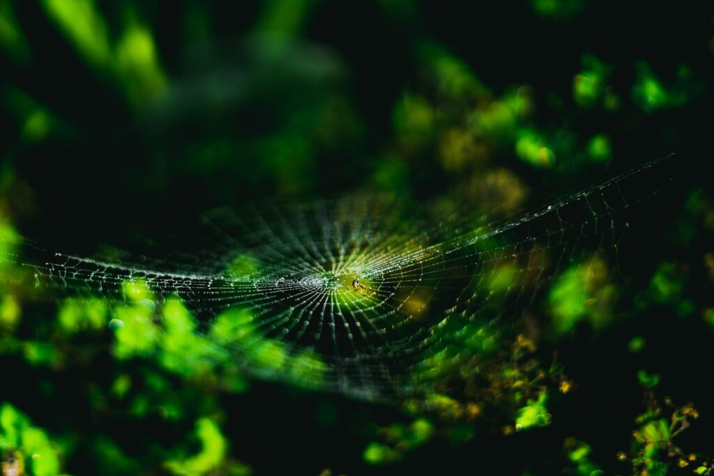 Stunning Macro Close-Up of Spider Web Among Vibrant Greenery Wallpaper