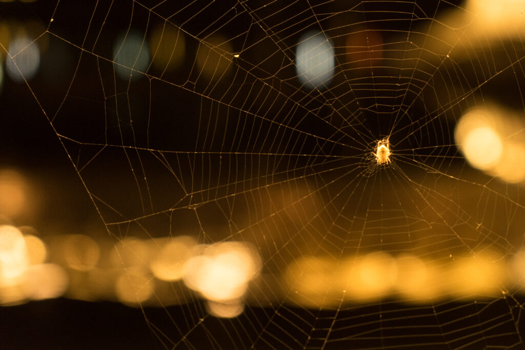 Stunning Macro Close-Up: Delicate Cobweb & Spider Wallpaper