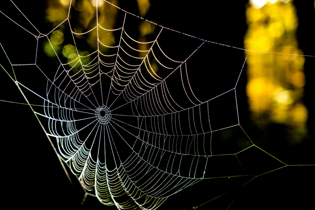 Intricate Golden Glow Cobweb Macro Shot Wallpaper Background