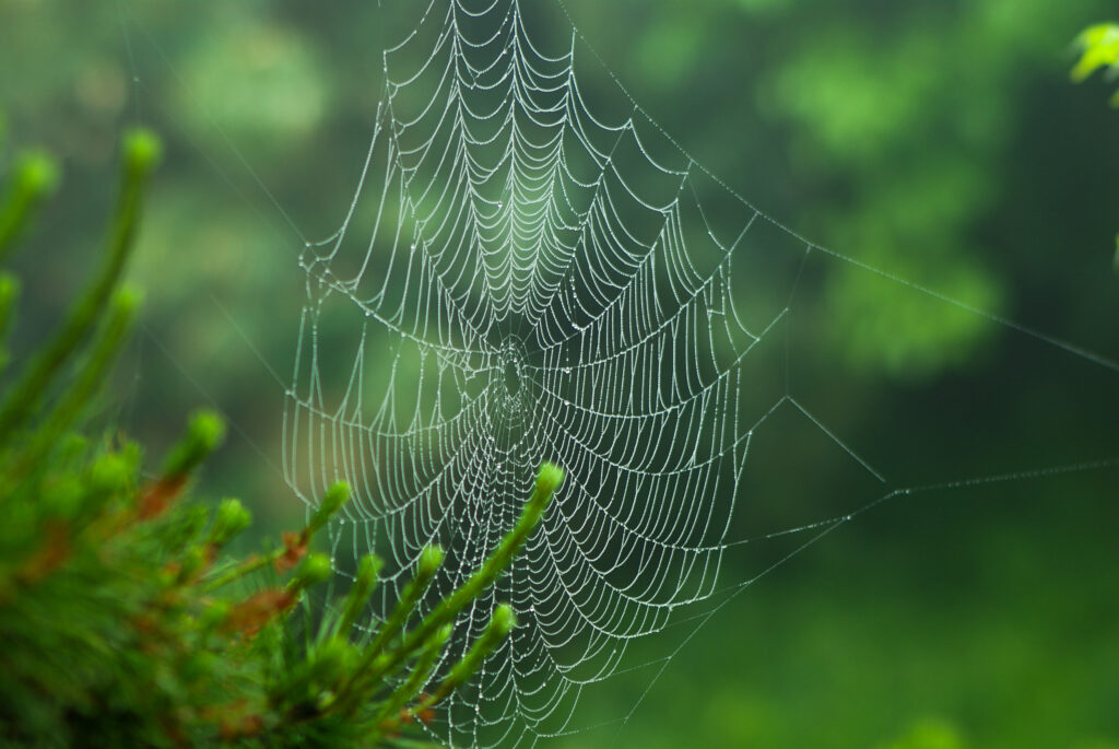 Stunning Macro Cobweb Wallpaper with Blurred Green Forest Background